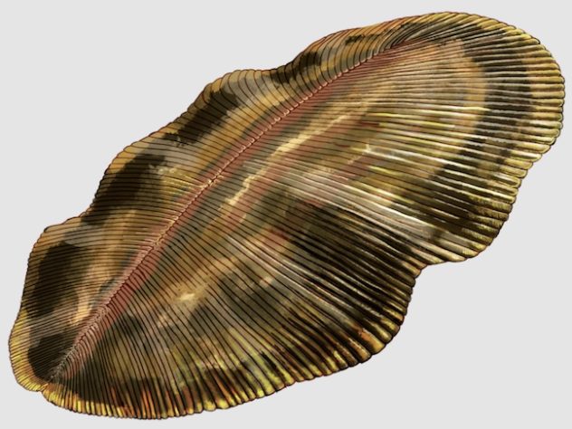 Fóssil Dickinsonia - Animal mais antigo do mundo | Wikimedia Commons/Creative Commons