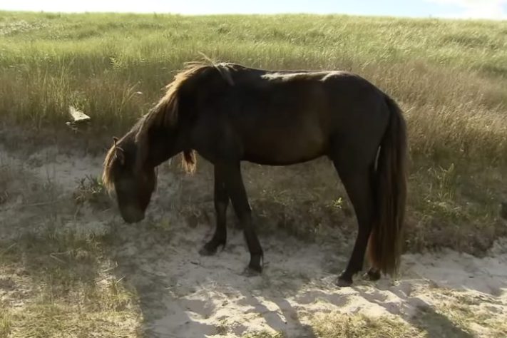 7-Cavalos selvagens na Ilha Sable, Nova Escócia, Canadá - Reprodução/YouTube