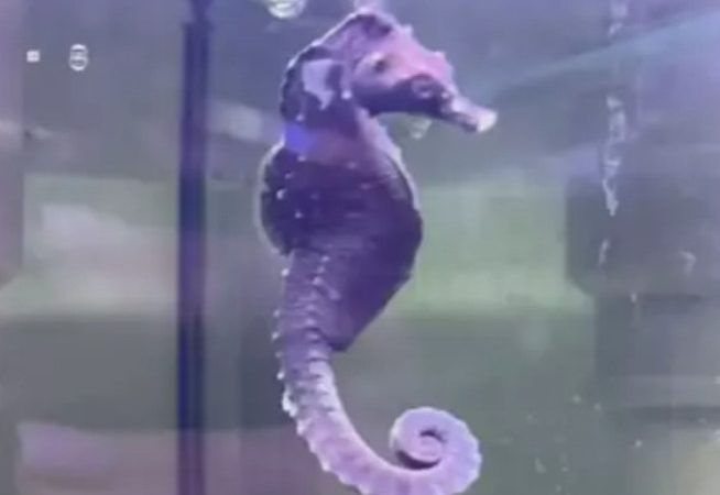 Pra quem não viu: Cavalo-marinho raro é ‘pescado’ por engano