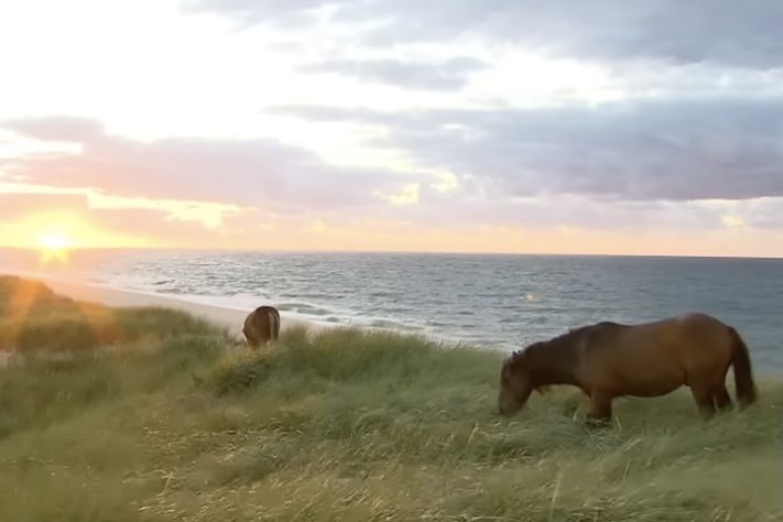 Cavalos selvagens na Ilha Sable, Nova Escócia, Canadá - Reprodução/YouTube
