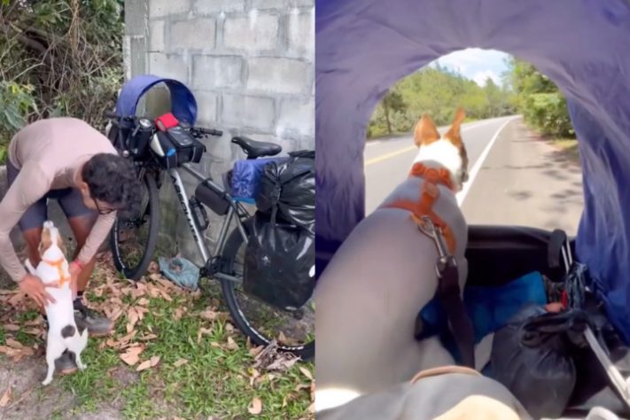Ciclista percorre 12 mil km por 11 estados com cachorra após superar câncer em estágio terminal - Montagem/Reprodução/@ociclistaviajante