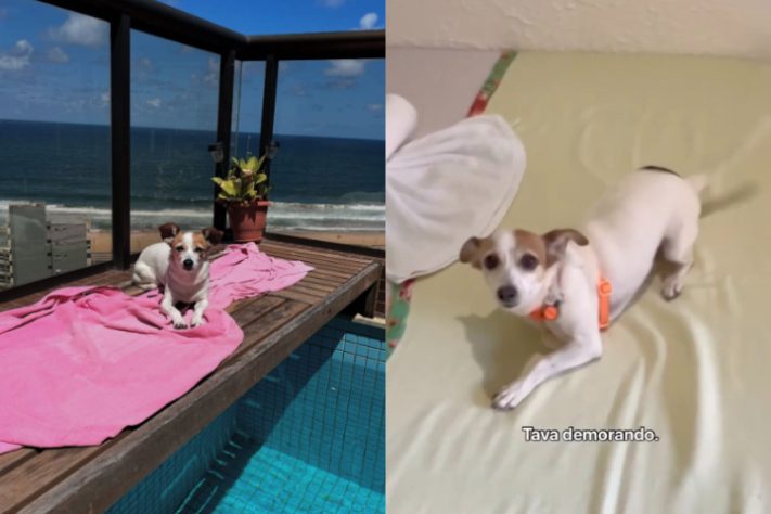 Ciclista percorre 12 mil km por 11 estados com cachorra após superar câncer em estágio terminal - Montagem/Reprodução/@ociclistaviajante