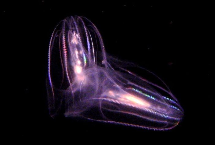 Ctenóforos (águas-vivas-pente) | Flickr - Steve Jurvetson