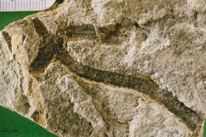 O Período Ediacarano (de 635 a 541 milhões de anos atrás) reúne os registros mais antigos de animais multicelulares complexos.