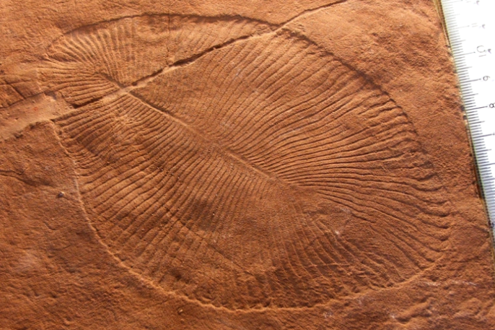 Fóssil Dickinsonia - Animal mais antigo do mundo | Smith609 at English Wikipedia