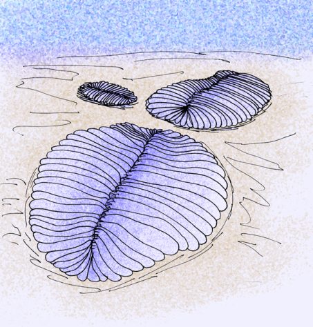 Fóssil Dickinsonia - Animal mais antigo do mundo | Wikimedia Commons/Apokryltaros