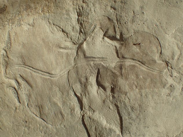 Fóssil Dickinsonia - Animal mais antigo do mundo | Wikimedia Commons/Masahiro miyasaka