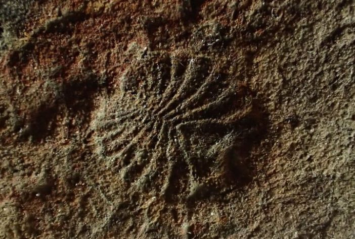 Fóssil Dickinsonia - Animal mais antigo do mundo | Wikimedia Commons/Masahiro miyasaka