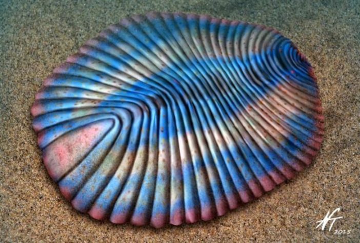 Fóssil Dickinsonia - Animal mais antigo do mundo | Wikimedia Commons/Nobu Tamura