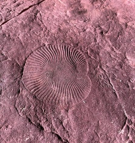 Fóssil Dickinsonia - Animal mais antigo do mundo | Wikimedia Commons/Citronnel