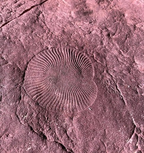 Descoberta pela primeira vez em 1947, na Austrália, a Dickinsonia também foi encontrada em regiões como Rússia e Ucrânia, sempre em rochas muito antigas.