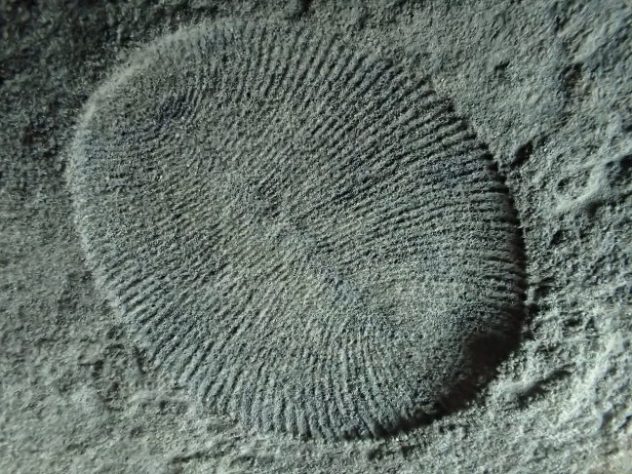 Fóssil Dickinsonia - Animal mais antigo do mundo | Wikimedia Commons/Masahiro miyasaka