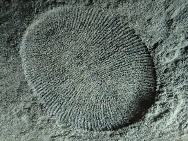 Os estudos sugerem que esse ser se movia lentamente para procurar alimentos. 