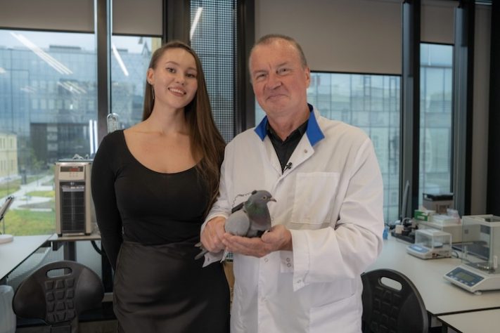 Empresa russa desenvolve pombos com chips no cérebro para missões de espionagem - Reprodução/X @neirylab