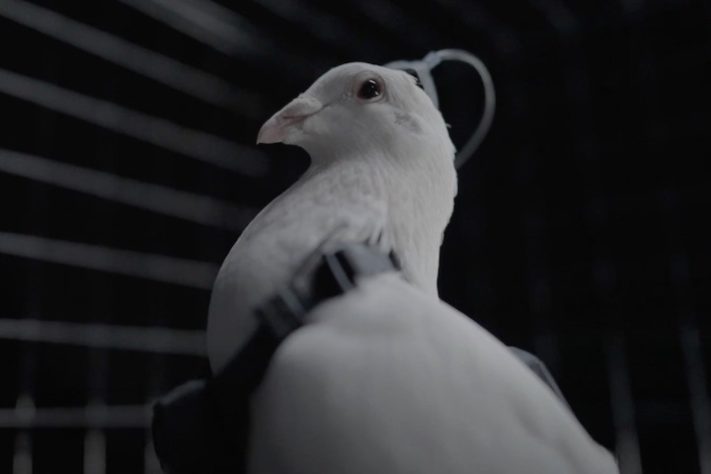 Empresa russa desenvolve pombos com chips no cérebro para missões de espionagem - Divulgação/Neiry