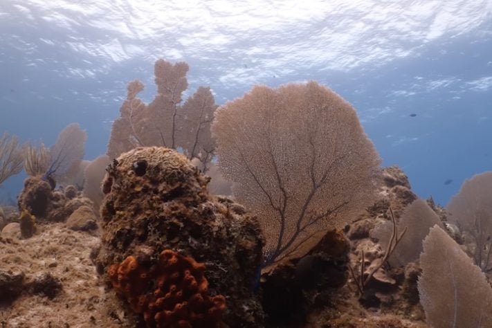 Fundo do mar - Divulgação/Ocean Census