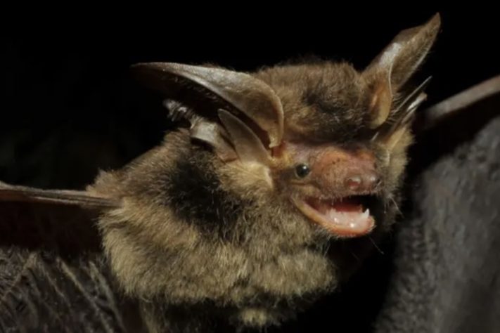 Histiotus alienus – Vinícius C. Cláudio/Fiocruz/Promasto