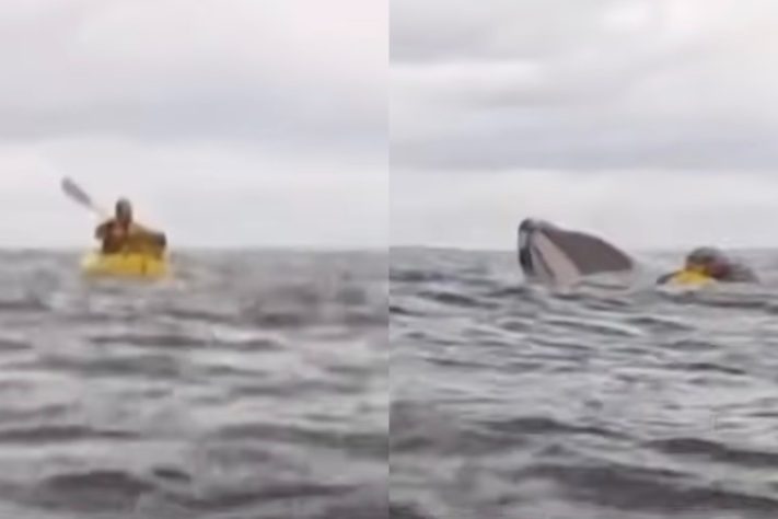 Homem é engolido por baleia-jubarte no Mar do Chile - Montagem/Reprodução