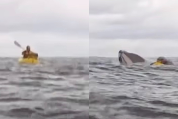 AdriÃ¡n Simancas, de 23 anos, fazia uma travessia com o pai a bordo de caiaques inflÃ¡veis no extremo sul do Chile quando foi inesperadamente engolido por uma baleia-jubarte.