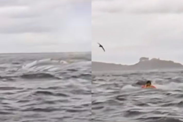 Homem é engolido por baleia-jubarte no Mar do Chile - Montagem/Reprodução