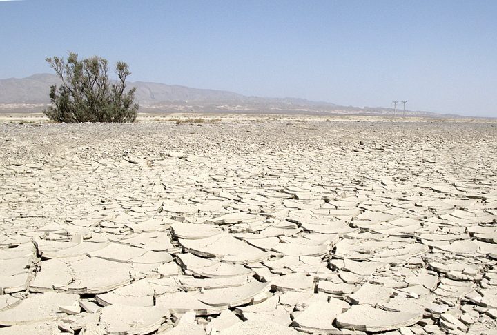 Este morcego raro é nativo da região do Deserto de Karakum, que se estende pelas fronteiras do Turcomenistão, Cazaquistão e Uzbequistão.