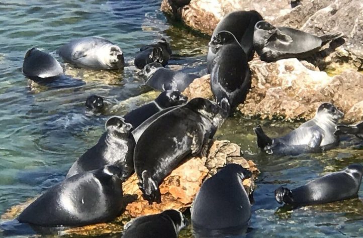 Biodiversidade única