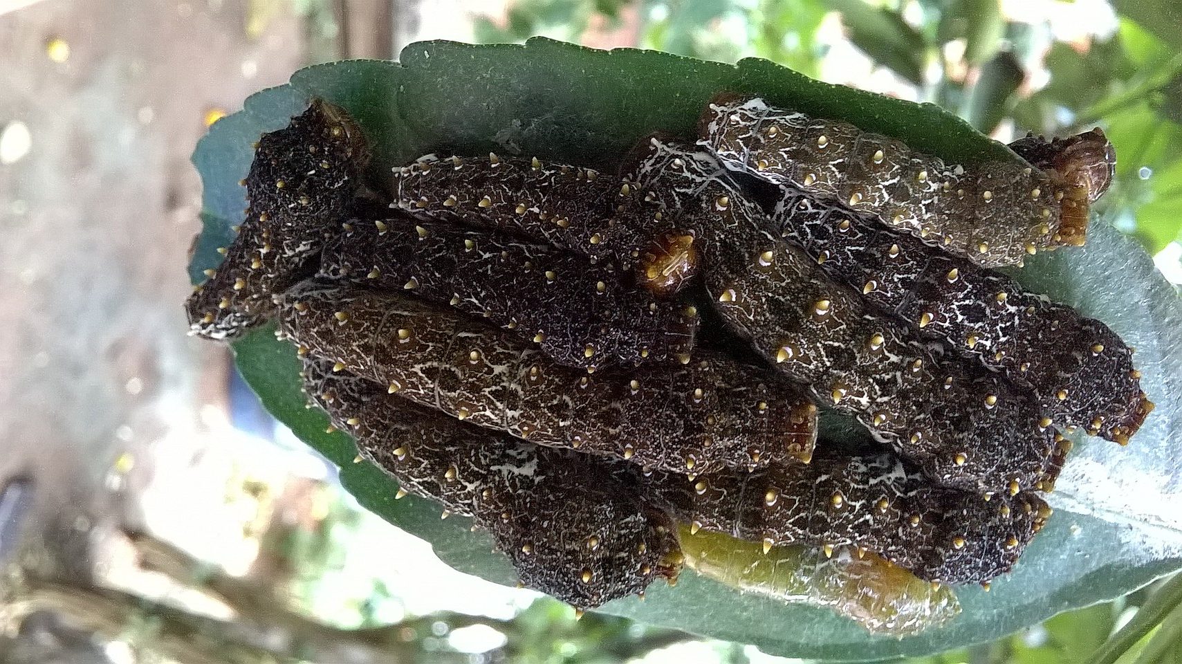 O especialista salientou que as cerdas das lagartas saturnideas possuem glândulas peçonhentas: 