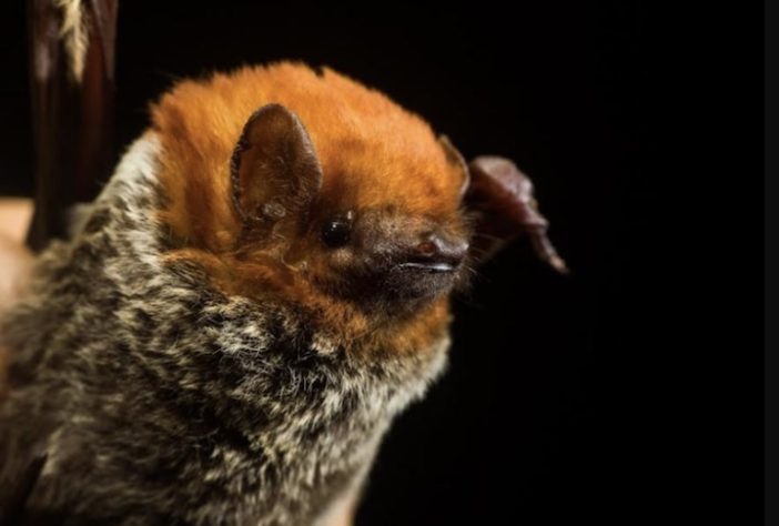 Lasiurus castaneus – Divulgação
