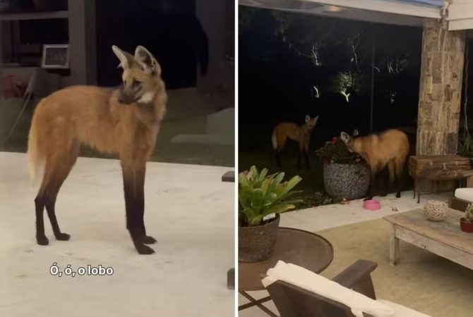 Lobos-guará visitam jardim e encantam paisagista no interior do Rio