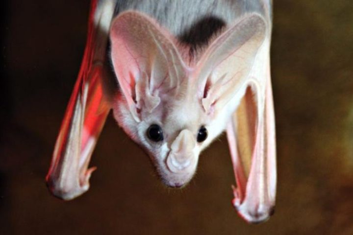 Morcego-fantasma – Natural do norte da Austrália, essa espécie é conhecida por sua capacidade de caça silenciosa e pela dificuldade de ser visto em seu habitat.