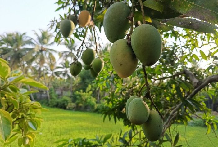 Manga fruta - Wikimedia Commons/Rasitha nellickal