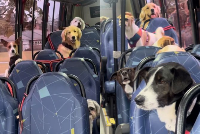 Fofura! Ônibus escolar para cachorros viraliza e encanta internautas nas redes