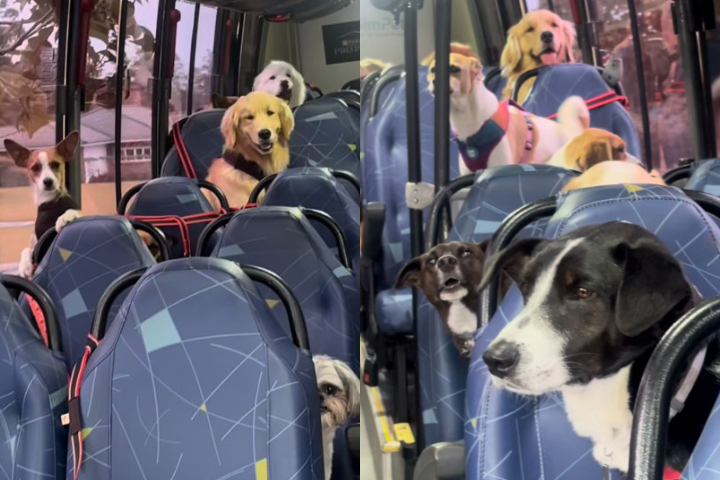 Ônibus escolar para cachorros viraliza nas redes - Montagem/Reprodução/Redes Sociais