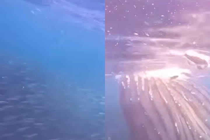 Ao nadar nas águas geladas da Noruega, uma baleia-jubarte emergiu repentinamente ao seu lado, abriu a boca e por pouco não o engoliu. 