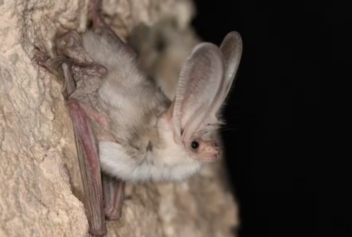 Morcego-orelhudo-turcomano — Divulgação/Museu de História Natural de Berlim