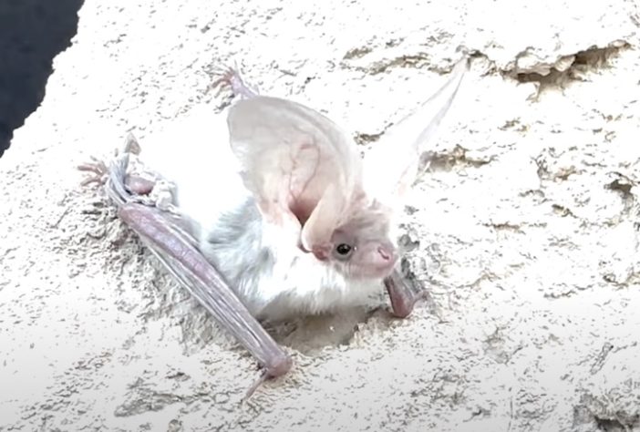 Morcego-orelhudo-turcomano — Reprodução/YouTube