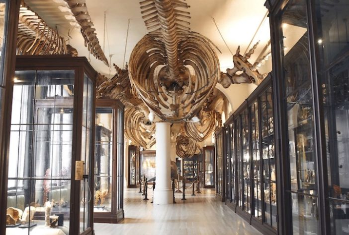 Museu Universitário de Bergen - Divulgação/The University Museum of Bergen 