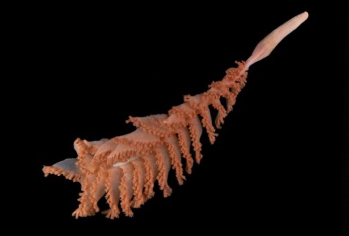 Nova espécie descoberta pelo projeto Censo dos Oceanos - Paul Satchell/The Nippon Foundation-Nekton Ocean Census/Schmidt Ocean Institute © 2025