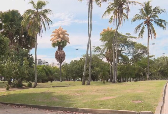 Introduzida no Aterro na década de 1960 por Burle Marx, a Talipot é símbolo do paisagismo carioca. Dois exemplares também foram plantados no Jardim Botânico e florescem nesta primavera. A presença dessas árvores reforça o valor histórico e ambiental dos espaços públicos do Rio.