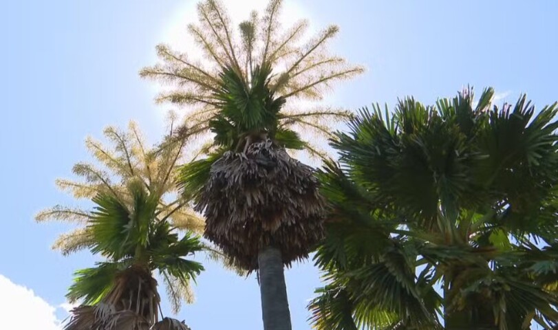 Coordenador e pesquisador de Coleções Vivas do Jardim Botânico do Rio, Marcus Nadruz destacou que a morte da Talipot é um espetáculo à parte. Segundo ele, a planta fica ainda mais bonita antes de partir, tornando o ciclo algo poético. O momento raro virou programa turístico até para os próprios cariocas.