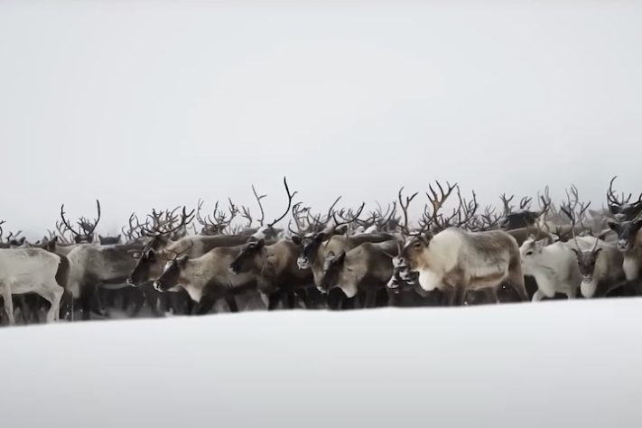 Renas - Reprodução/YouTube