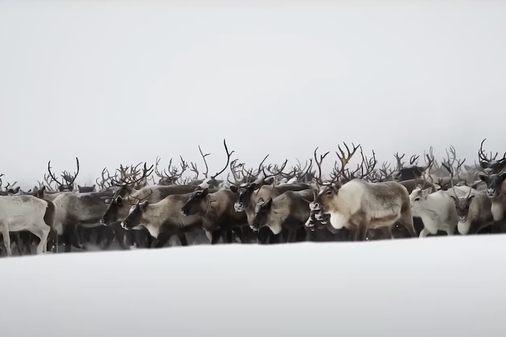 As renas — também conhecidas como caribus — ocupam vastas regiões frias do hemisfério Norte, especialmente na Escandinávia, Rússia, Canadá, Alasca e Groenlândia.