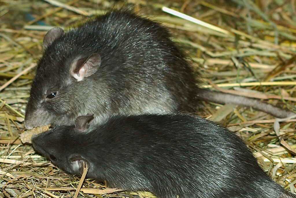 Rato-preto — Originário da Ásia, espalhou-se por todos os continentes por meio do transporte marítimo. Invade ecossistemas insulares, devora ovos de aves e transmite doenças que afetam humanos e animais.
