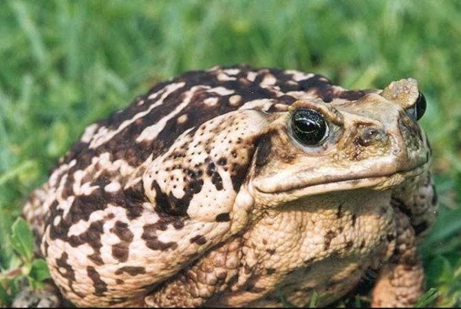 Invasoras perigosas: como espécies de outros lugares causam desequilíbrios ambientais