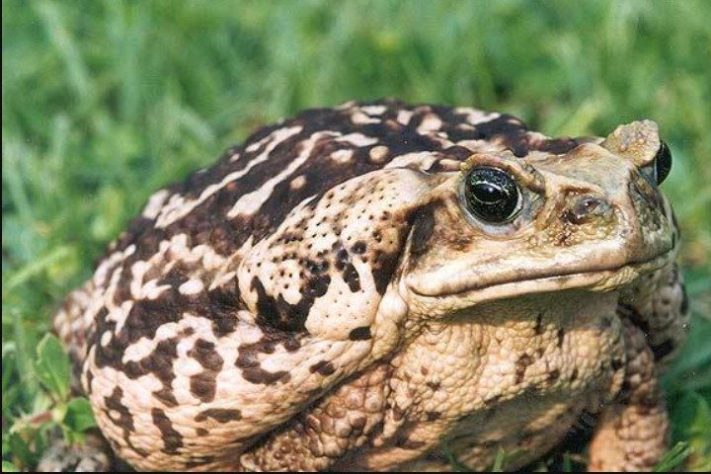 Sapo Cururu / Foto: Wikimedia Commons