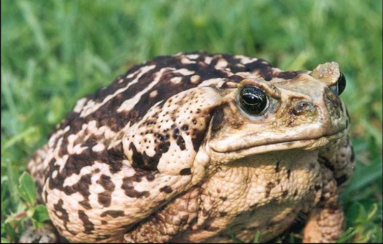 Invasoras perigosas: como espécies de outros lugares causam desequilíbrios ambientais