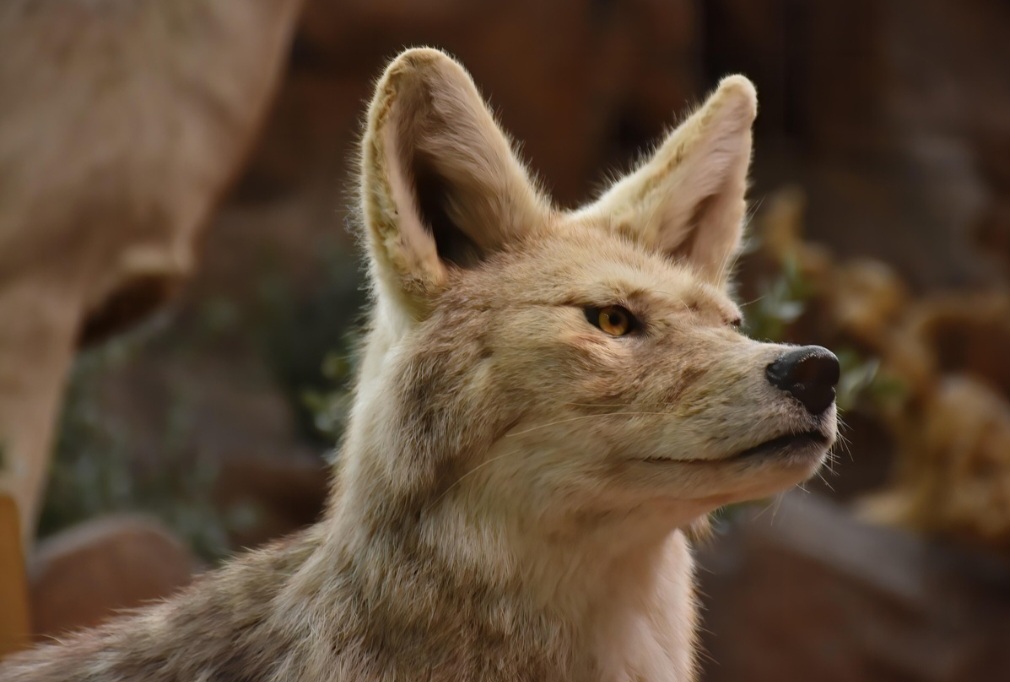 Levam uma vida solitária e raramente são encontrados em matilhas. Em geral, vivem até seis anos, e são encontrados nas Américas do Norte e Central.