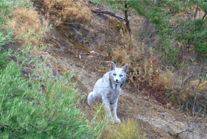 Lince-ibérico albino é avistado na Espanha; está na lista de animais raros