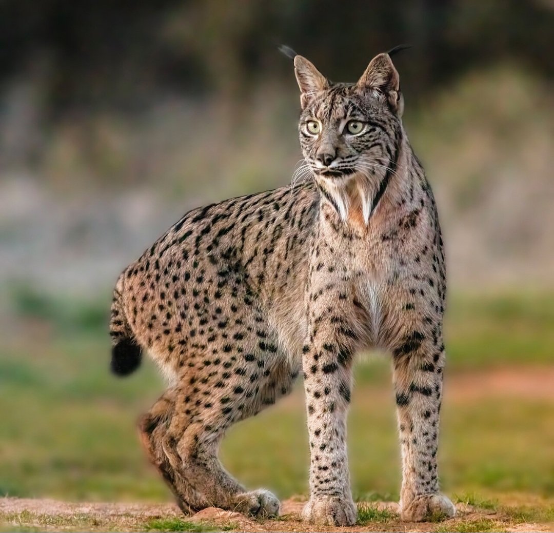 Essa coloraÃ§Ã£o incomum nÃ£o se deve ao albinismo completo, mas possivelmente a leucismo ou outro fenÃŽmeno genÃ©tico que reduz a pigmentaÃ§Ã£o. O lince-ibÃ©rico normalmente tem coloraÃ§Ã£o bege com manchas.