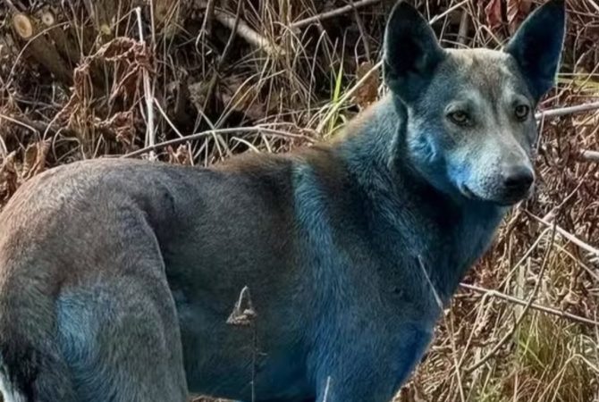 Cães de Chernobyl exibem rara coloração azul e intrigam cientistas